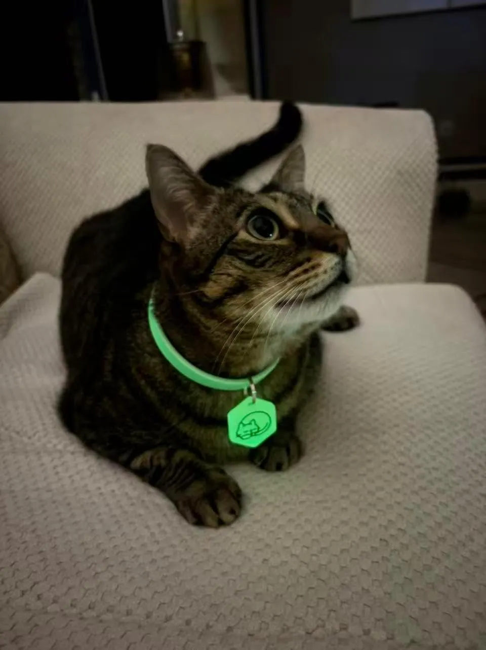 Cat wearing glowing collar with hexagonal charm tag at night