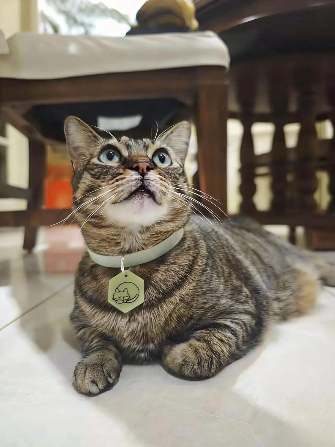 Cat wearing collar with hexagonal glow charm tag in daylight