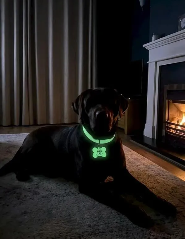 Black Labrador with glowing collar and charm tag indoors at night